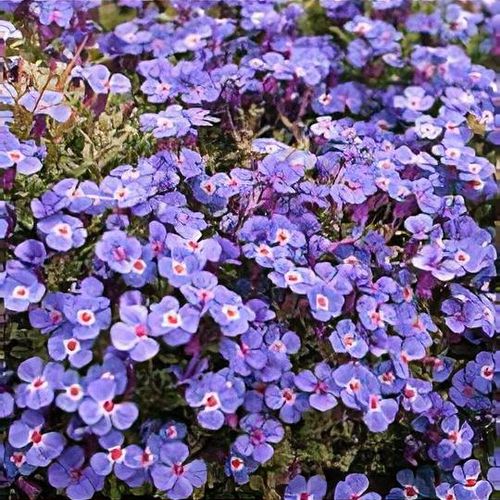 Aubrietė lot Aubrieta 'Blaumeise'