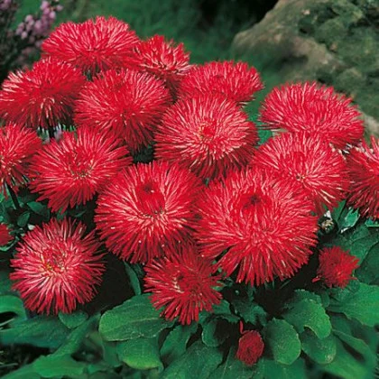 Saulutė lot Bellis perennis HABANERA® Red