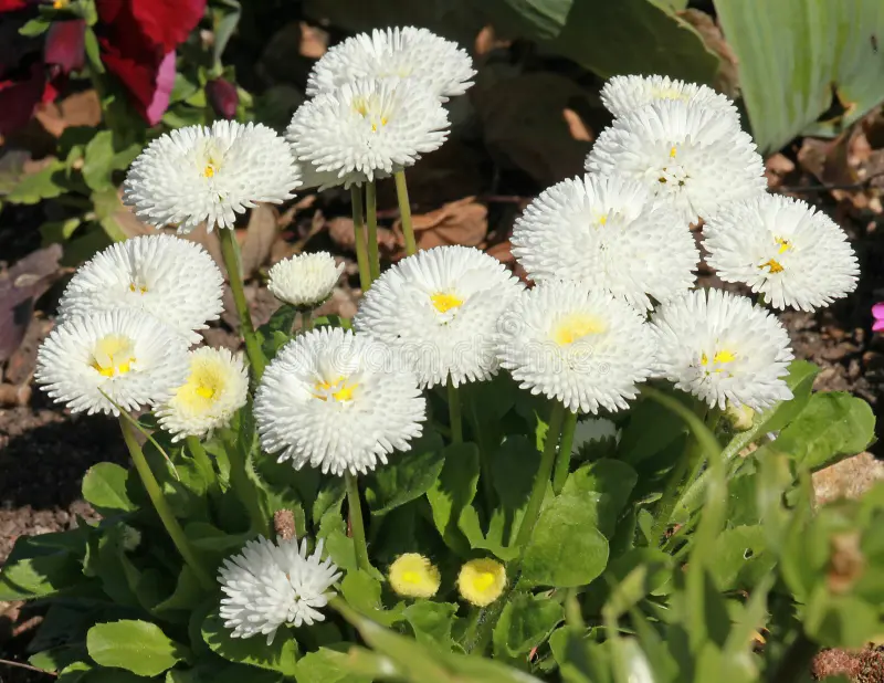 Saulutė lot Bellis perennis HABANERA® White