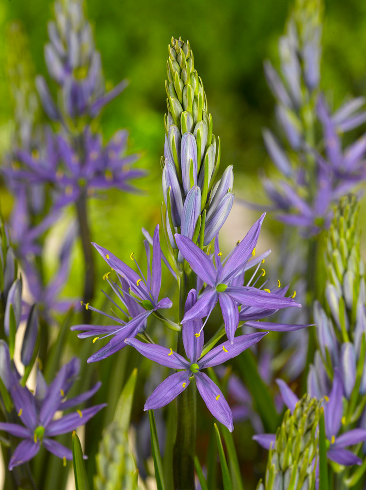 Leichtlino kamasija lot 'Caerulea' Camassia leichtlinii 'Caerulea' - Image 2