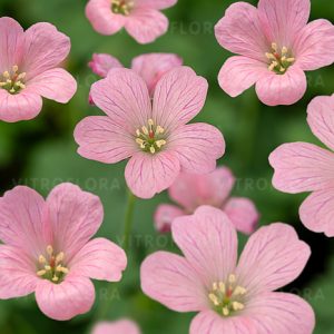 Snaputis lot Geranium endressii Wargrave Pink