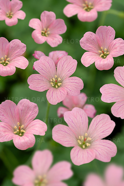 Snaputis lot Geranium endressii Wargrave Pink