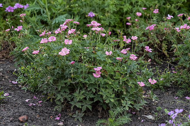 Snaputis lot Geranium endressii Wargrave Pink - Image 2
