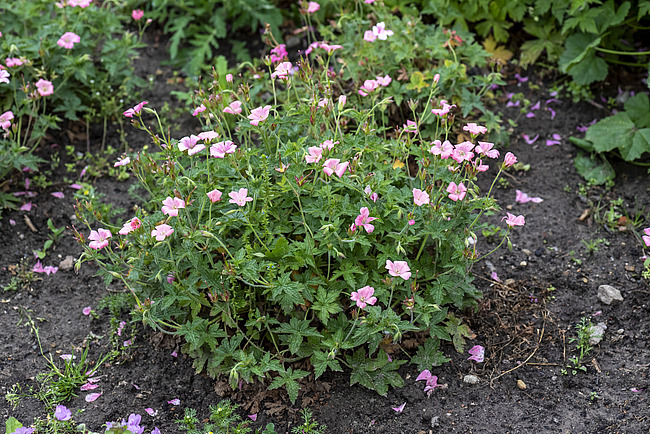 Snaputis lot Geranium endressii Wargrave Pink - Image 3