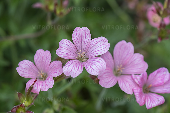 Snaputis lot Geranium endressii Wargrave Pink - Image 4