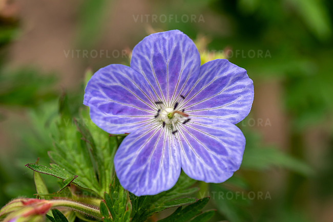 Pievinis snaputis lot Geranium pratense Mrs Kendall Clark - Image 2