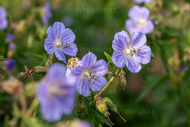Pievinis snaputis lot Geranium pratense Mrs Kendall Clark - Image 3