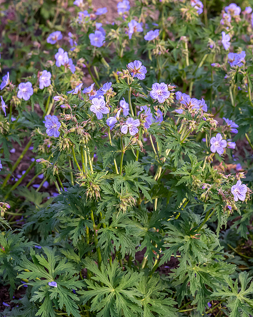 Pievinis snaputis lot Geranium pratense Mrs Kendall Clark - Image 4
