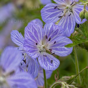 Pievinis snaputis lot Geranium pratense Mrs Kendall Clark
