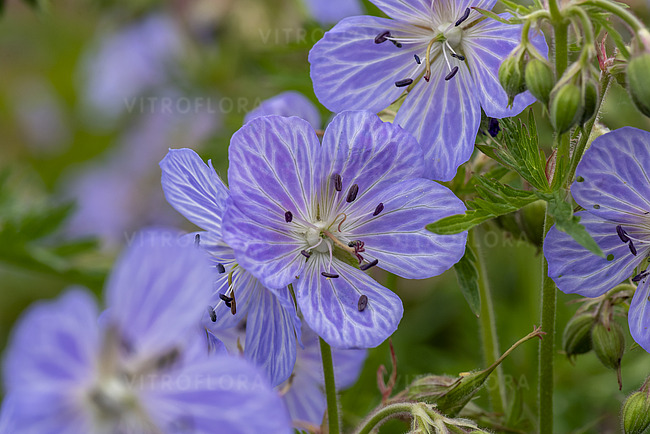 Pievinis snaputis lot Geranium pratense Mrs Kendall Clark