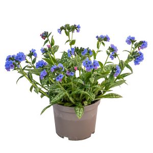 Plautė lot Pulmonaria Mona Blue