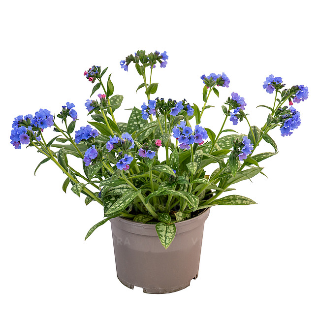 Plautė lot Pulmonaria Mona Blue