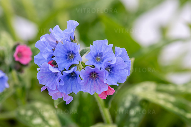 Plautė lot Pulmonaria Mona Blue - Image 2