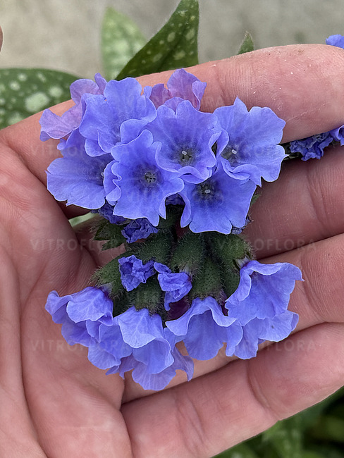Plautė lot Pulmonaria Mona Blue - Image 3