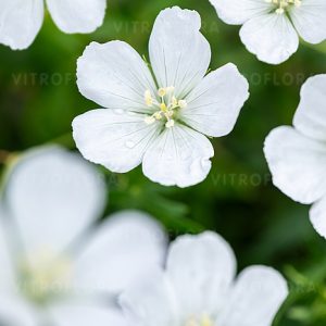 Kraujaraudis snaputis lot Geranium sanguineum Album