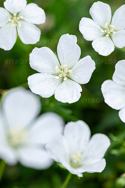 Kraujaraudis snaputis lot Geranium sanguineum Album