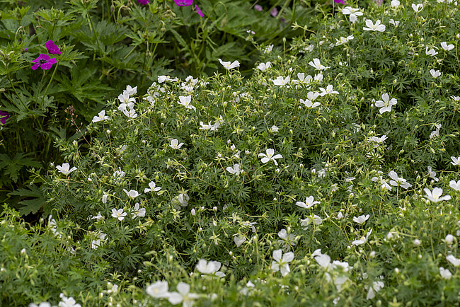 Kraujaraudis snaputis lot Geranium sanguineum Album - Image 3