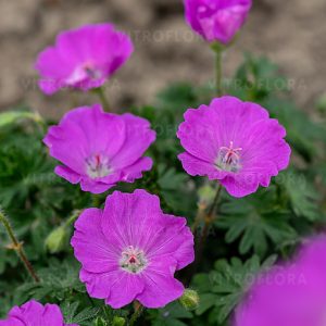 Kraujaraudis snaputis lot Geranium sanguineum Max Frei