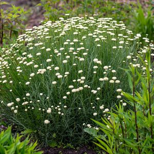 Santolina lot Santolina chamaecyparissus Cream Button