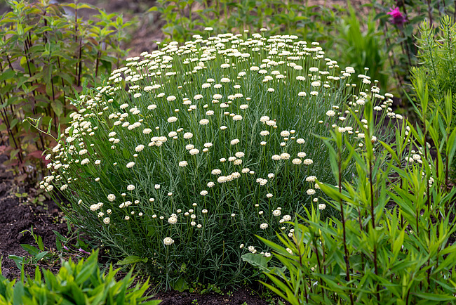 Santolina lot Santolina chamaecyparissus Cream Button