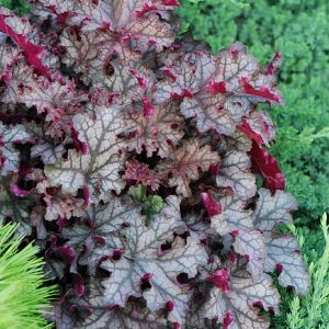 Alūnė lot Heuchera Can Can